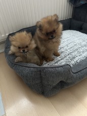 Lovely pomeranian puppies for sale