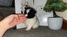 Black and white Pomeranian