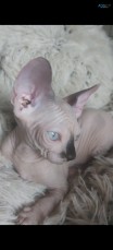 Sphynx Kittens