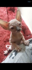 Sphynx Kittens