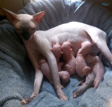 Sphynx Kittens