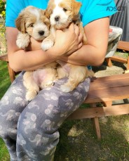 F1B Goldendoodles Puppies For Sale