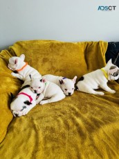 Beautiful French bulldog Puppies For Sal