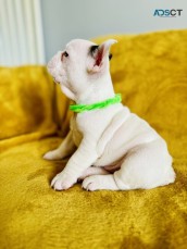  White and Golden French Bulldog 