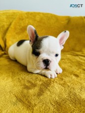  White and Golden French Bulldog 