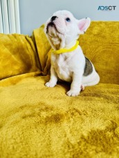  White and Golden French Bulldog 