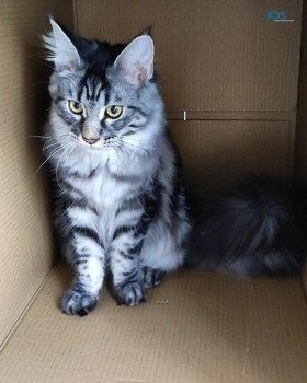 Gorgeous Maine Coon Kittens TICA Reg