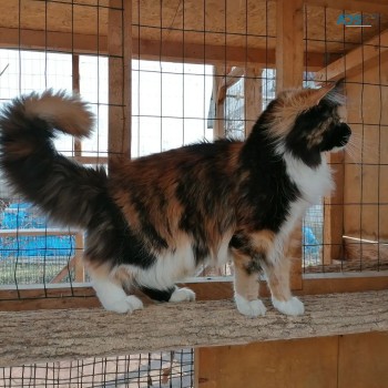 Gorgeous Maine Coon Kittens TICA Reg