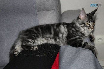 Gorgeous Maine Coon Kittens TICA Reg