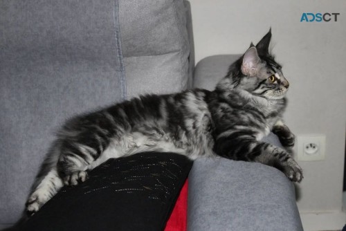 Gorgeous Maine Coon Kittens TICA Reg