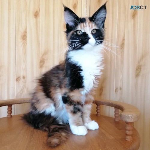 Gorgeous Maine Coon Kittens TICA Reg