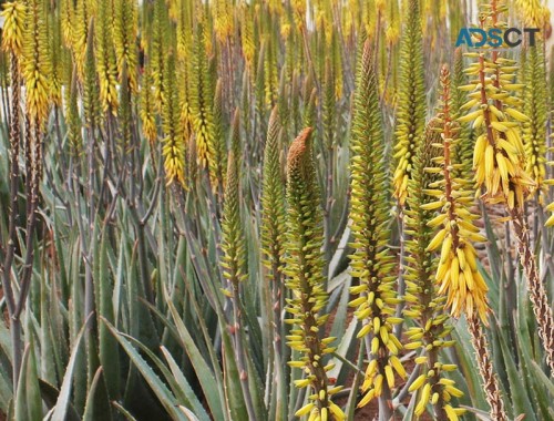 Aloe vera to drink with cranberry