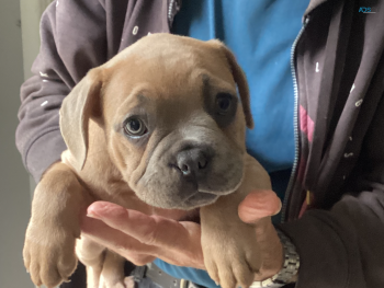 French/American Bulldog puppies