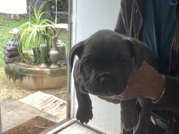 French/American Bulldog puppies