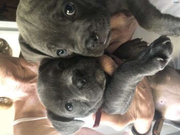 French/American Bulldog puppies