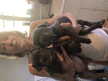 French/American Bulldog puppies