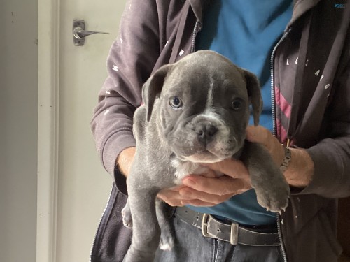 French/American Bulldog puppies