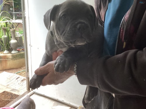 French/American Bulldog puppies