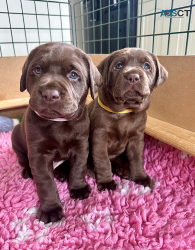 Labrador pup's for sale