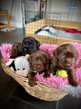 chocolate Labrador pup's for sale