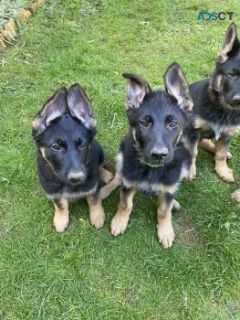 German shepherd puppies for sale