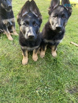 German shepherd puppies for sale