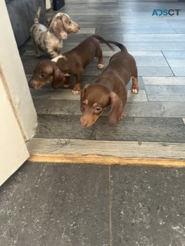 Mini chocolate tan Daschunds for sale