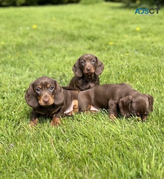 Mini chocolate tan Daschunds for sale