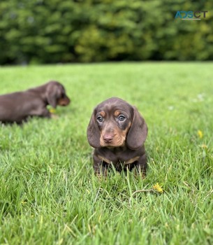 Mini chocolate tan Daschunds for sale