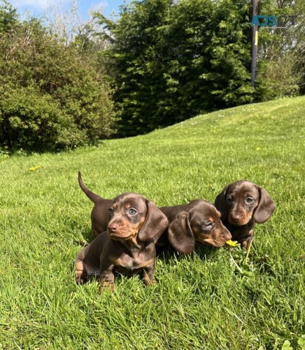 Mini chocolate tan Daschunds for sale