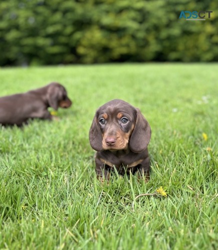 Mini chocolate tan Daschunds for sale