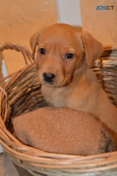 Golden Labrador Puppies For Sale