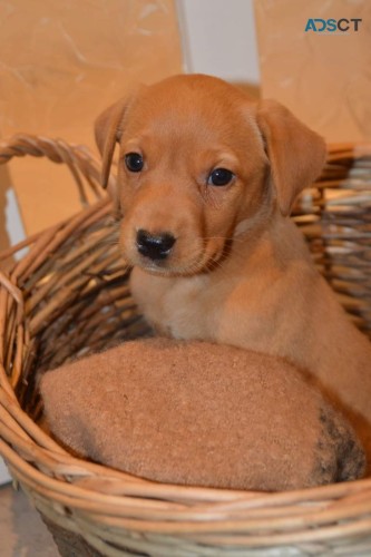 Golden Labrador Puppies For Sale