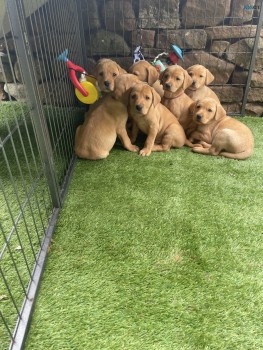 4 Golden Labrador Puppies For Sale