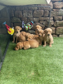 4 Golden Labrador Puppies For Sale