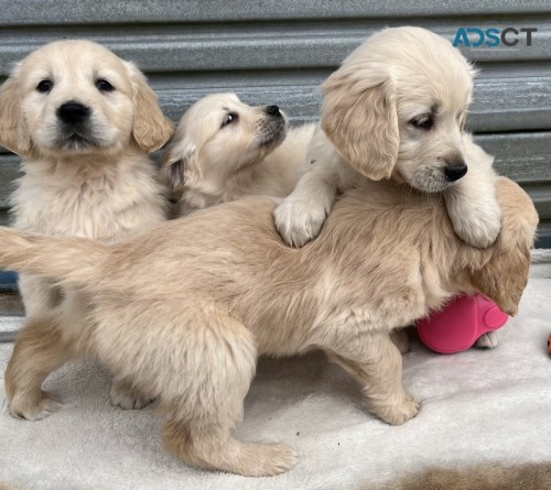 Purebred Golden Retriever