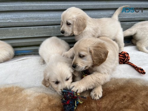 Purebred Golden Retriever