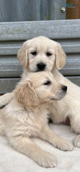  Golden Retriever Puppies for sale