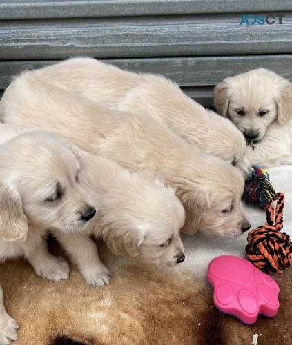  Golden Retriever Puppies for sale