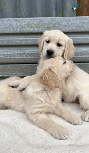  Golden Retriever Puppies for sale