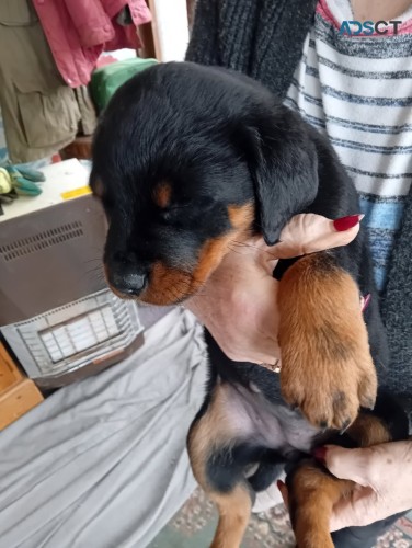 Lovely strong Rottweiler pups for sale