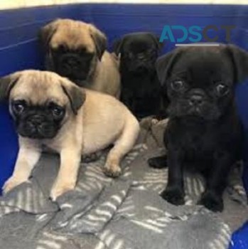 Purebred Pug puppies