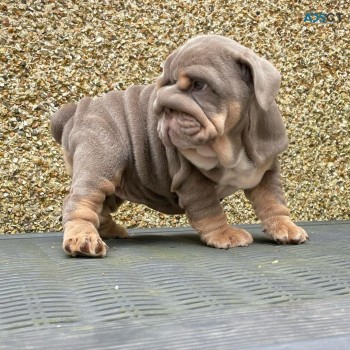 English Bulldogs puppy