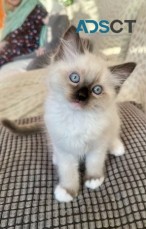 Stunning Ragdoll Kittens