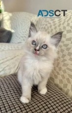 Stunning Ragdoll Kittens