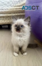 Stunning Ragdoll Kittens