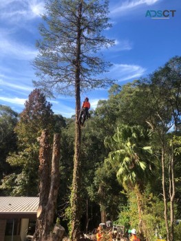  Tree Removal Services by Pro Climbing Tree Services