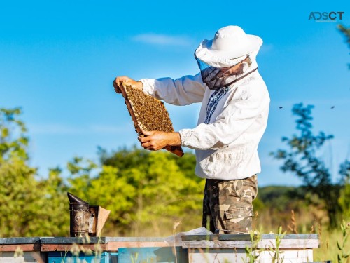 Benefits of Italian Honey Bees: What are