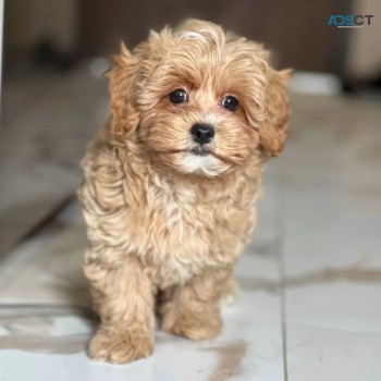 Beautiful Maltipoo Puppies