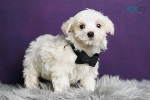 Healthy maltese puppies For Sale.